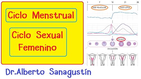 Ciclo Menstrual Ciclo Sexual Femenino Hormonal Ov Rico Y Uterino