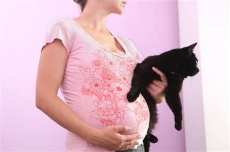And, being the wonderful creatures that they are, cats the hormonal changes that come with pregnancy are unique and give your cat a clear indication that you're pregnant. Can Cats Sense Pregnancy?