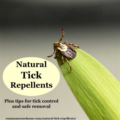 Natural Tick Repellents and Easy Tick Control Tips
