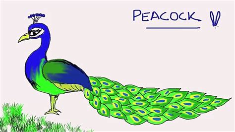How To Draw A Peacock Easy Slowly Step By Step For Vrogue Co