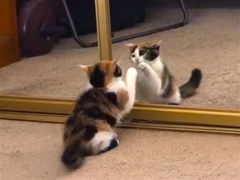 Cat Video Calico Kitten Plays With The Kitten In The Mirror Cute And