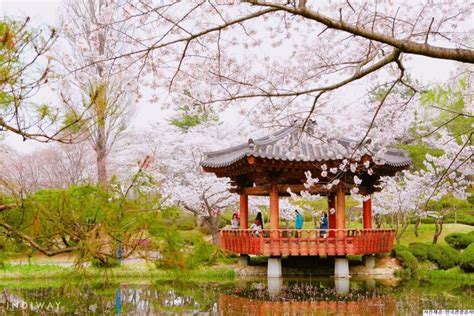 2019 Update Best Time And Place To See Cherry Blossoms In Korea