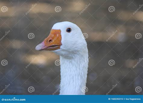 Domestic Goose Looks Funny Doing Funny Faces White Head With Orange