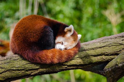 Check spelling or type a new query. Red Panda Sleeping on Tree Branch · Free Stock Photo