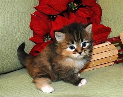 Siberian Kittens Hypoallergenic Christmas Cat July Cats