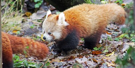 Red Panda Twins At Belfast Zoo Appeared For The First Time Red Pandazine