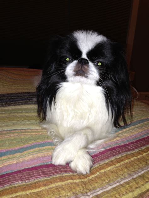 The Diva Japanese Chin Cute Puppies Cute Dogs Japanese Chin Puppies