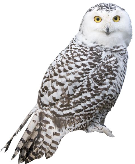 Snowy Owl Bird Arctic Fox Transparent White Owl Png Picture Png