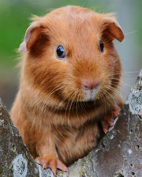 1064 Best Guinea Pigs Images On Pinterest Rabbit Pictures And Guinea