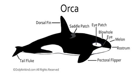 Killer Whale Eyes Diagram