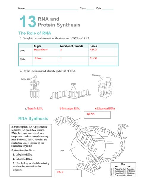 Dna replication and rna transcription and translation. Rna And Protein Synthesis Gizmo Worksheet Answers - Nidecmege