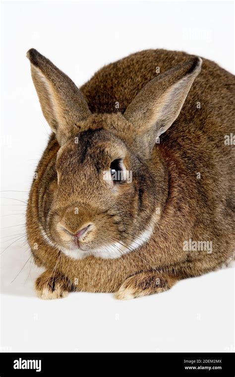 Normandy Domestic Rabbit Adult Against White Background Stock Photo Alamy