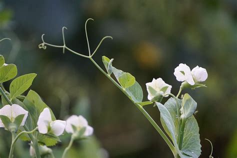 Sugar Snap Peas Are Coming Along Beautifully Gardening Garden Diy