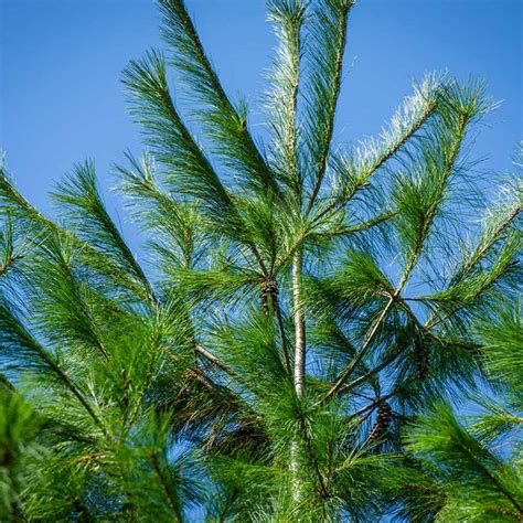 Eastern White Pine Trees For Sale