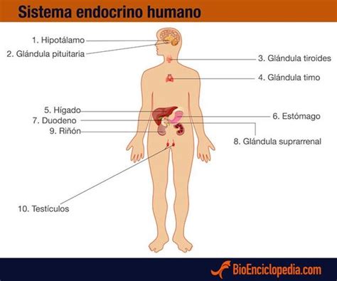 Cómo es el Sistema Endocrino Humano