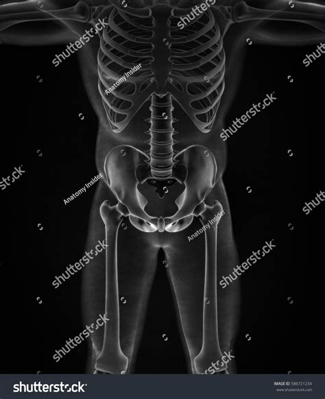 ●to review pelvic sidewall anatomy including retroperitoneal spaces. Ilium Bone Hip Bone Pelvis Human Stock Illustration ...