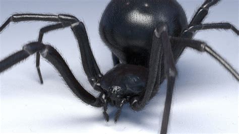 Black Widow Spider Rigged And Animated For Cinema 4d 3d Model Animated