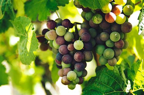 Italian Wine Grape Importers The Perfect Wine Climate