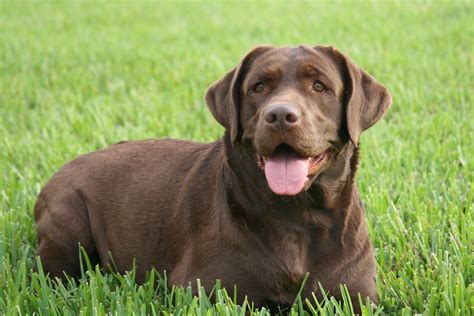 Trupride Labradors Florida Breeder Of Quality Chocolate Labrador