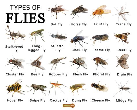 The planet zoo animals list includes a total of 74 animals for you to nurture, three of which are only a quick note: Fly Facts, Types, Classification, Habitat, Diet, Adaptations
