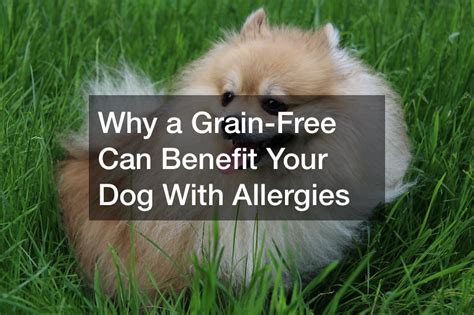 Why A Grain Free Can Benefit Your Dog With Allergies Infomax Global