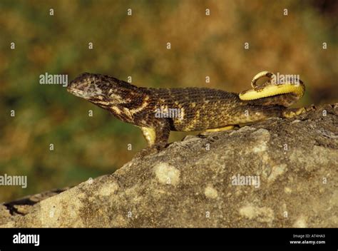 Cuban Curly Tailed Lizard Leiocephalus Carinatus Basking On Rock Cuba