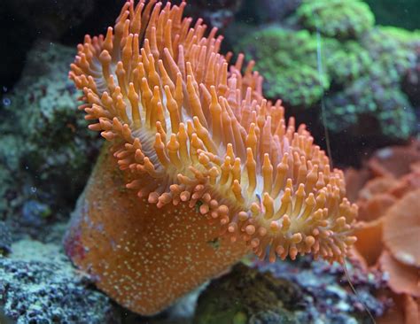 Free Images Water Underwater Fauna Coral Reef Invertebrate