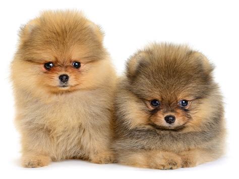 Check spelling or type a new query. Puppy Buyer Etiquette - Pomeranian Dog Breed Facts. Care, Training, Pictures, Characteristics ...