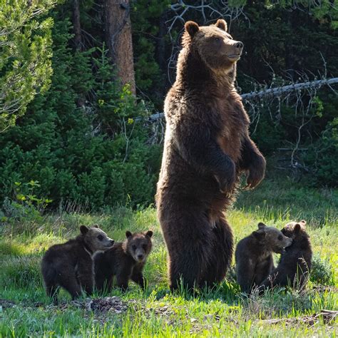 Humans Face Off With Nature To Help A Bear Her Cubs And A Trapped