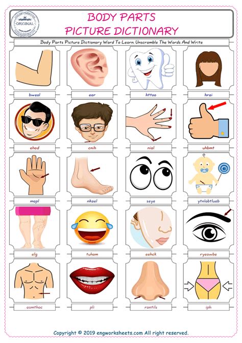 Body Parts Vocabulary With Pictures Body Parts English Worksheet For