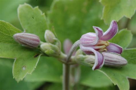 The flower colour is pink. Clematis 'Pink Dwarf' | Clematis heracleifolia 'Pink Dwarf ...