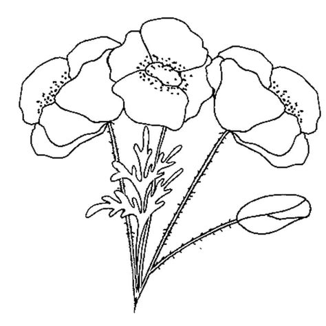 We did not find results for: Coloriage Coquelicot en Ligne Gratuit à imprimer