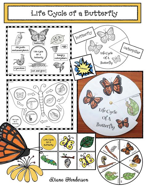The Life Cycle Of A Butterfly Activities Schmetterling Projekte