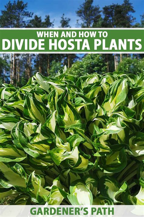 When And How To Divide Hostas Gardeners Path