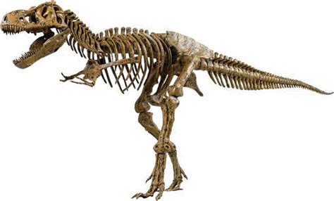 Dinosaur Skeleton Png Transparent Images Free Psd Templates Png