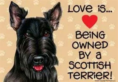 17 Best Images About Scottish Terriers On Pinterest Raising Scotch
