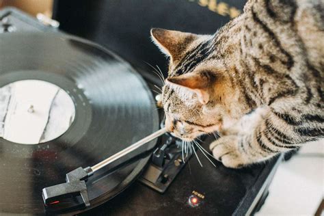 Do Cats Like Music Heres What Science Says Daily Paws