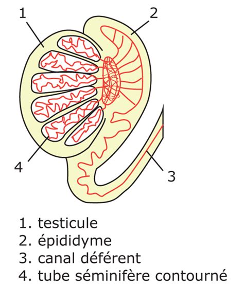 Cours De Svt Re S Le Fonctionnement De Lappareil Reproducteur