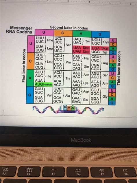 Using The Codon Chart Below Identify The Correct Amino Acid Sequence