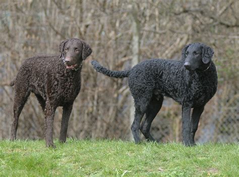 Basenji were used as hunting. Curly-Coated Retriever im Rasseportrait | ZooRoyal Magazin