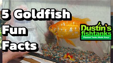 Marvelously Interesting Facts About Goldfish Pet Ponder