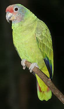 1,786 likes · 3 talking about this. Amazona brasiliensis - Wikispecies