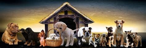 All Dog Breeds A Z With Pictures All 358 Breeds In The