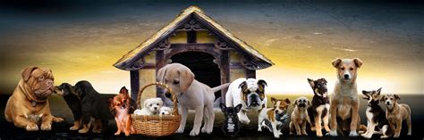 See dog breed pictures, explore breed traits and characteristics. All Dog Breeds A-Z With Pictures! (all 358 breeds in the world)
