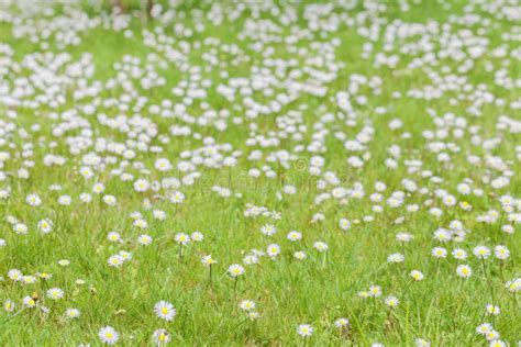 Meadow Full Of Daisies In Spring Stock Photo Image Of Beauty