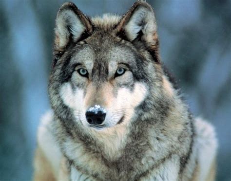 Grey Wolf - Official Mini Poster | Wolf dog, Wolf poster, Grey wolf