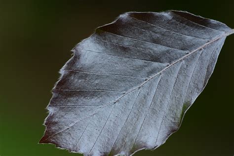 Copper Beech The Leaves Of The Copper Beech Tree Appear To Flickr