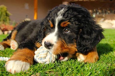 How Much Does A Bernese Mountain Dog Cost Puppy Prices And Expenses