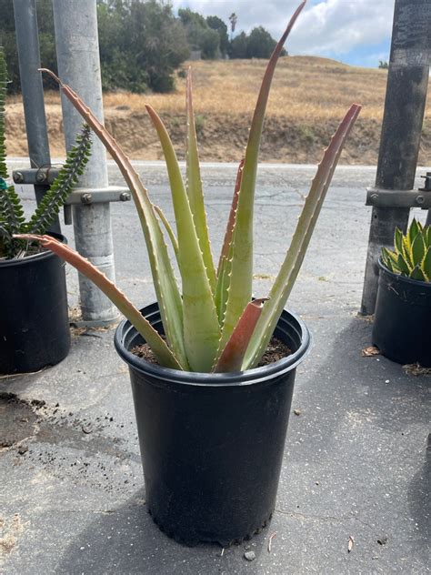 Large Aloe Vera Plant Bare Root Etsy