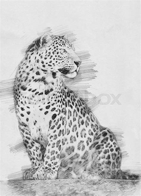 Leopard Black And White Sketch With Pencil Stock Photo Colourbox